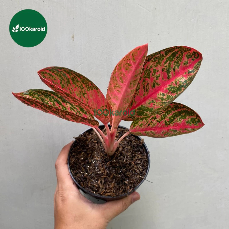 Tanaman Hias Aglonema Kendedes / Aglaonema Aglo Kendedes Tanian Lokal
