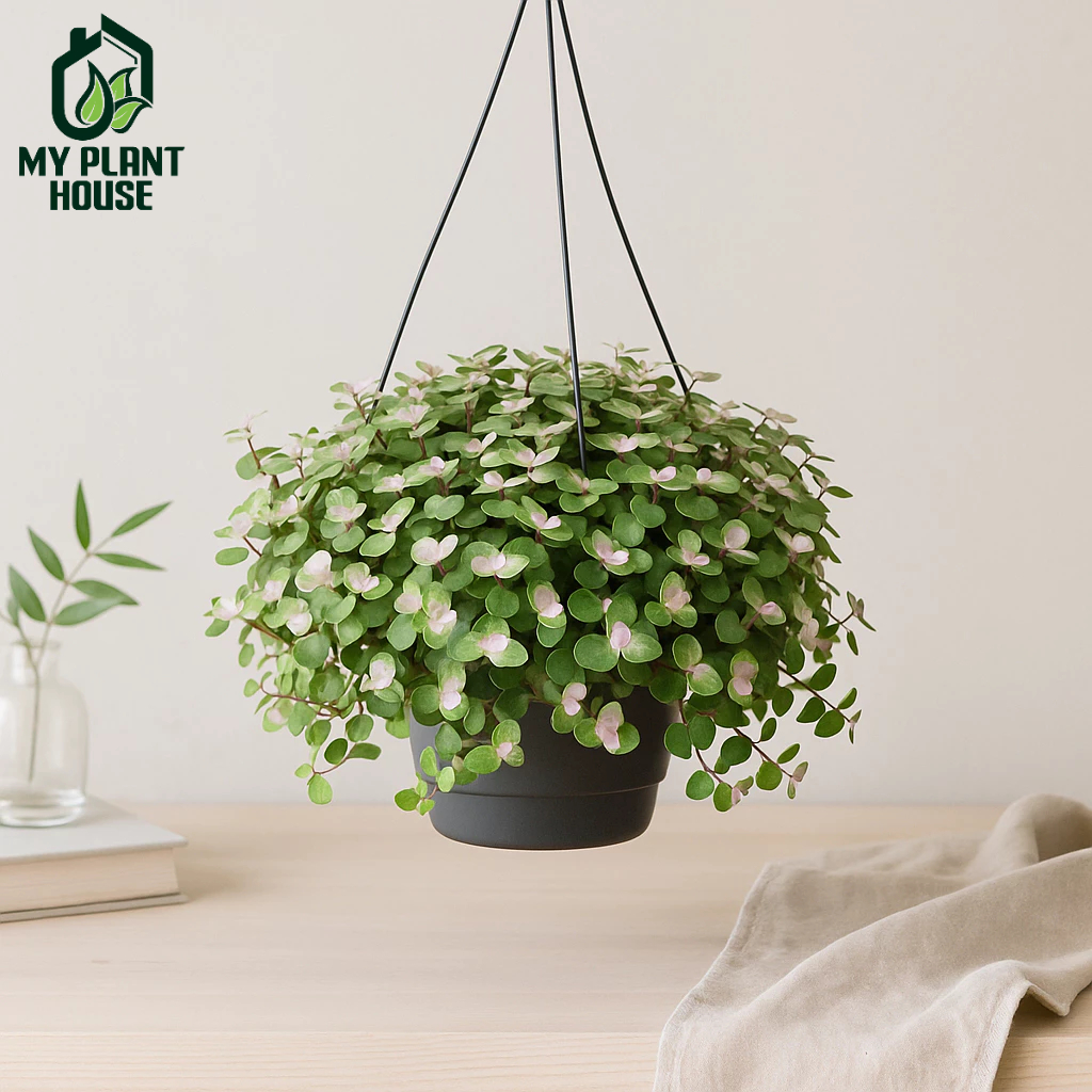 Bibit Tanaman Hias Gantung Kribo Variegata / Tanaman hidup Bunga Hias Gantung Kribo Pink Tanaman Gan