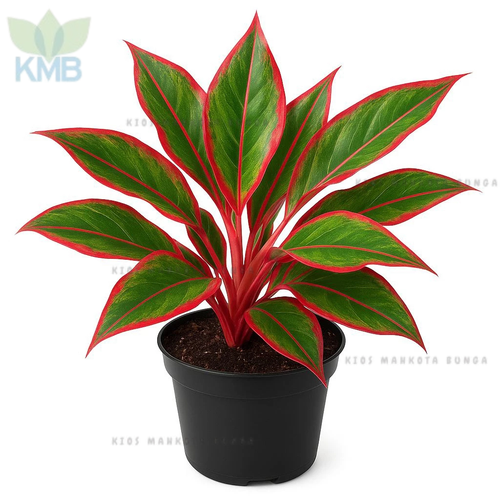 Tanaman Hias Aglonema Lipstik Merah / Aglonema Siam Aurora – Pohon Sri Rejeki Indoor Outdoor