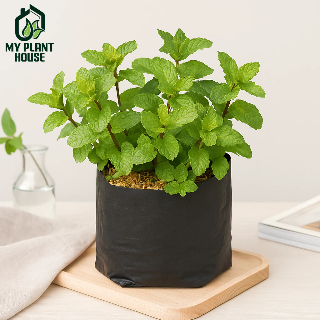 Tanaman Peppermint / Bibit Daun Mint Siap Tanam Bisa Untuk Minuman