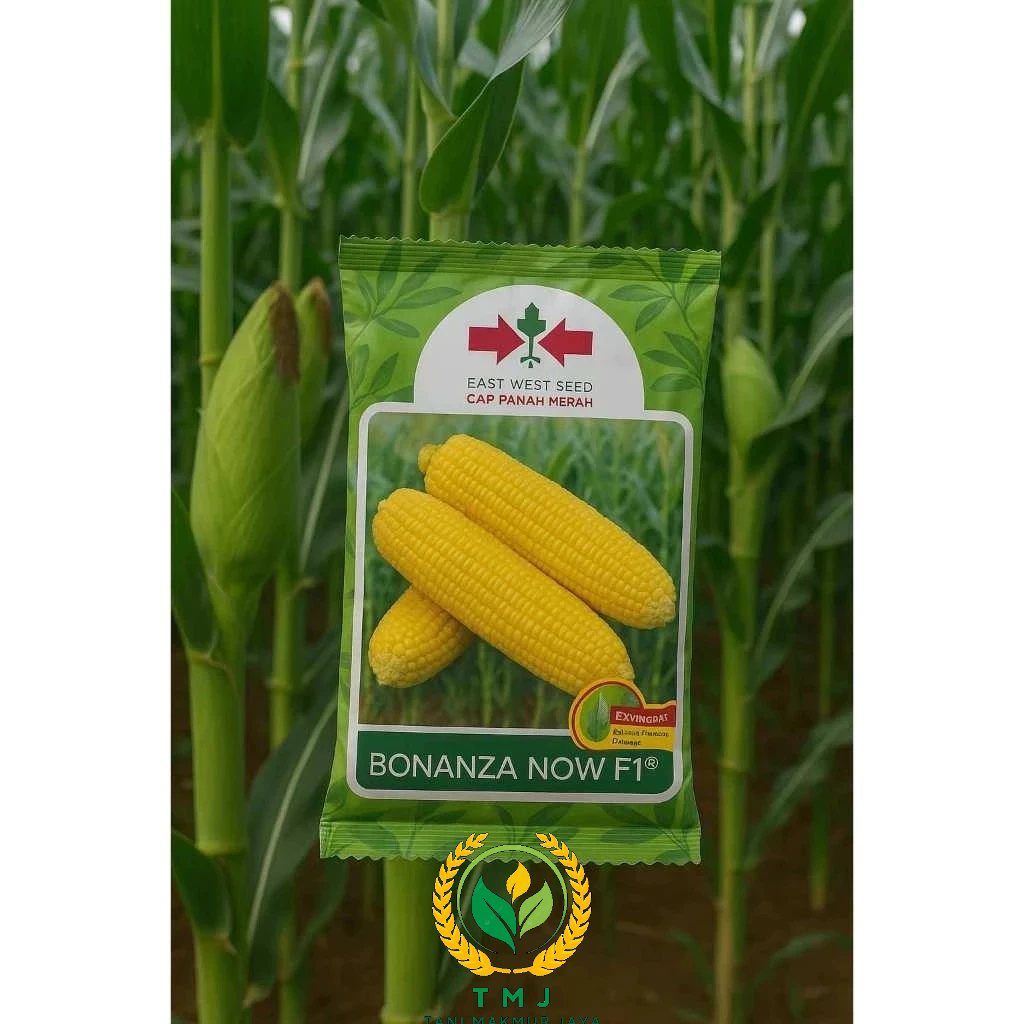 TERBARU  >> Benih Jagung Manis BONANZA F1 1800 Biji exp 2026