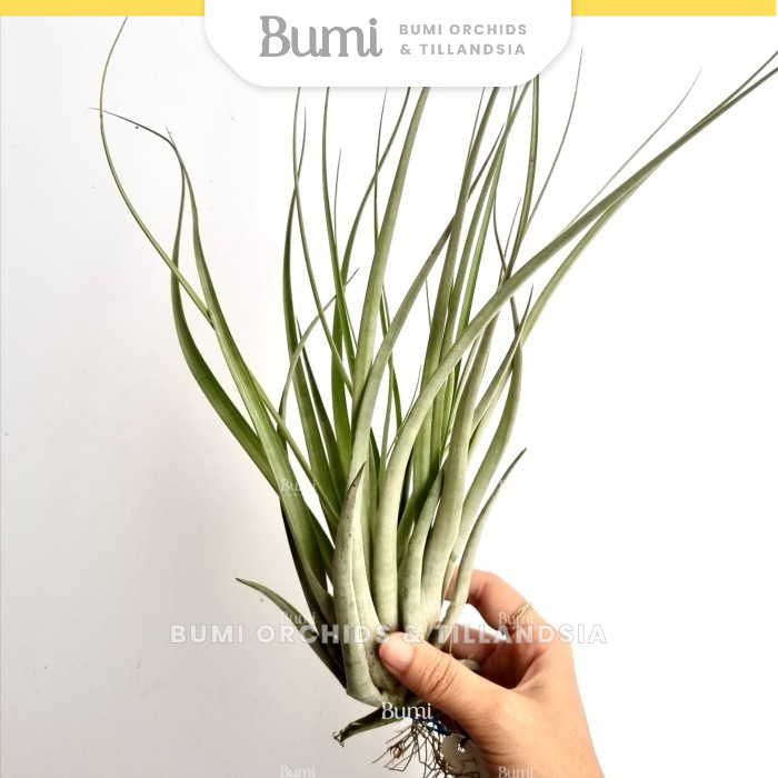 BUMI ORCHIDS Tillandsia pringlei x concolor - Air Plants Tanaman Hidup Tanpa Tanah