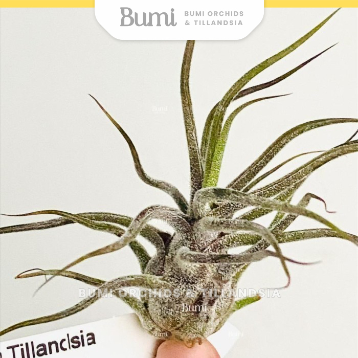 BUMI ORCHIDS Tillandsia pruinosa 'Guatemala' - Air Plants Tanaman Udara