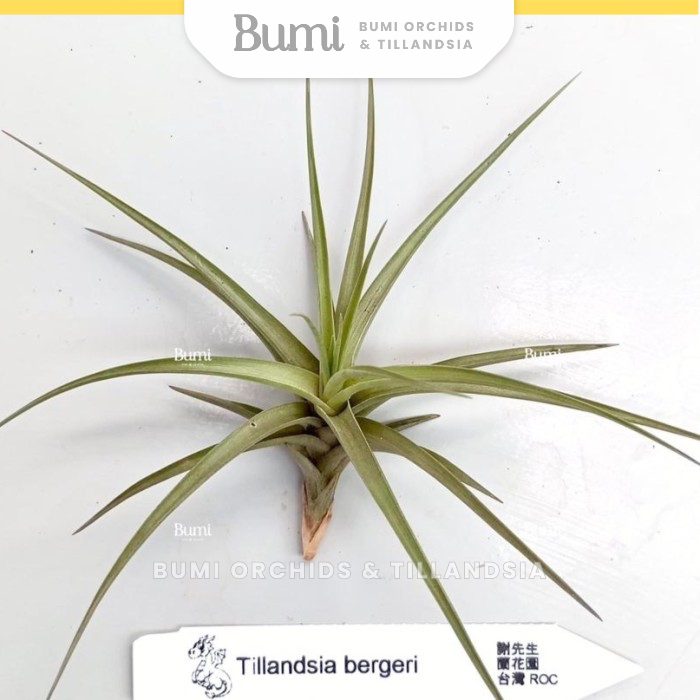 BUMI ORCHIDS Tillandsia bergeri - Air Plants Tanaman Hidup Tanpa Tanah