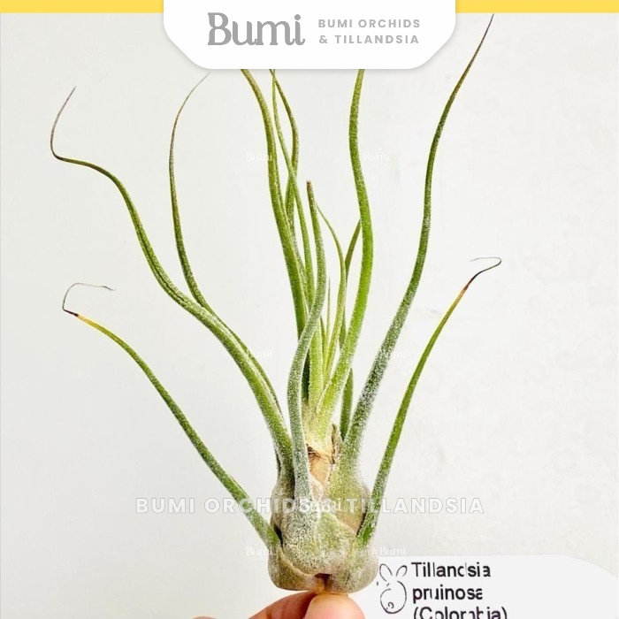 BUMI ORCHIDS Tillandsia pruinosa 'Colombia' - Air Plants Tanaman Udara