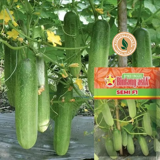 (BISA COD) Bibit mentimun/benih timun baby BINTANG ASIA SEMI F1