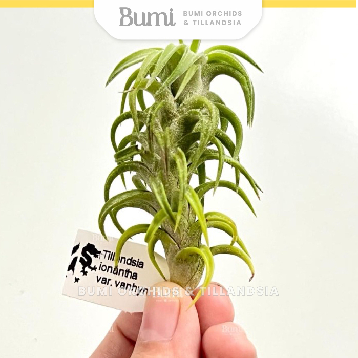 BUMI ORCHIDS Tillandsia ionantha var. vanhyningii - AIR PLANTS Tanaman Udara Orchids