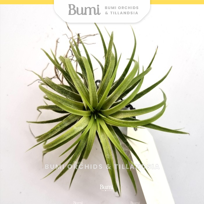 BUMI ORCHIDS Tillandsia ionantha 'Druid' Variegated - Air Plants Tanaman Hidup Tanpa Tanah
