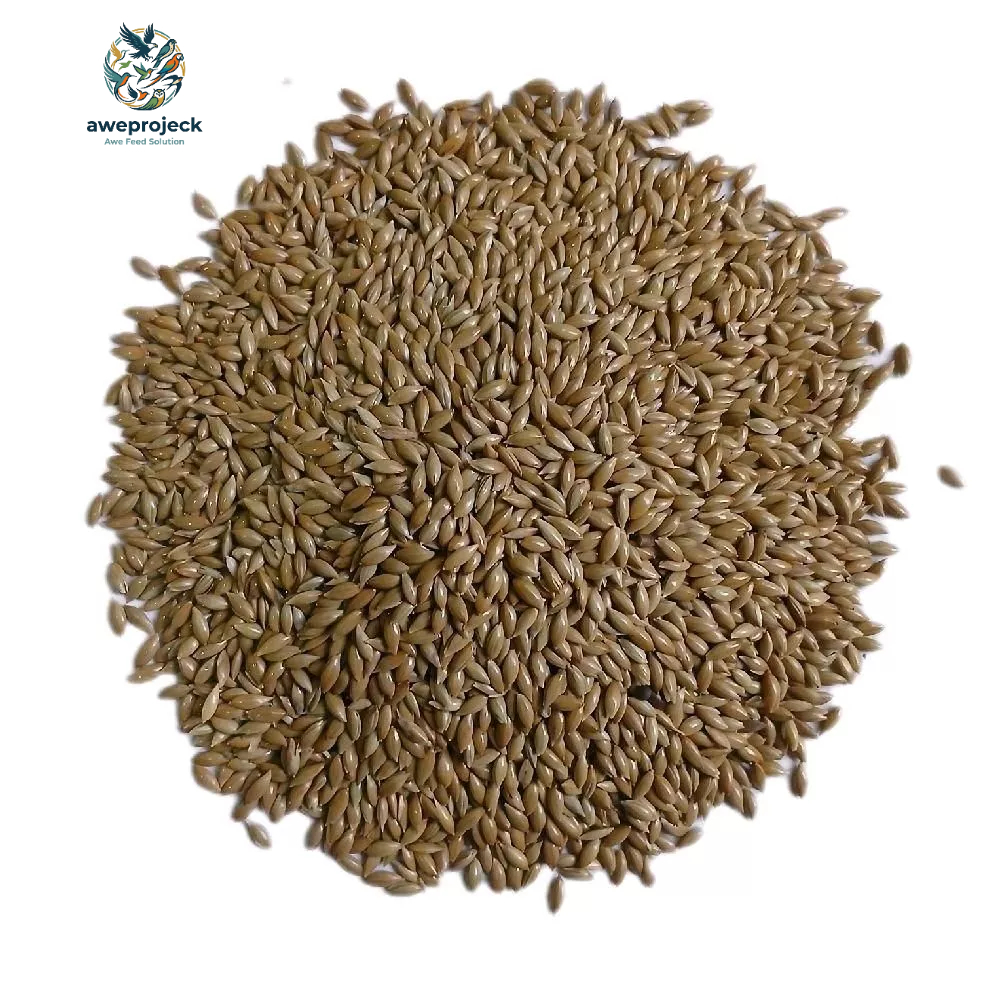 CANARY SEED BIJI KENARI PAKAN BURUNG BERSIH