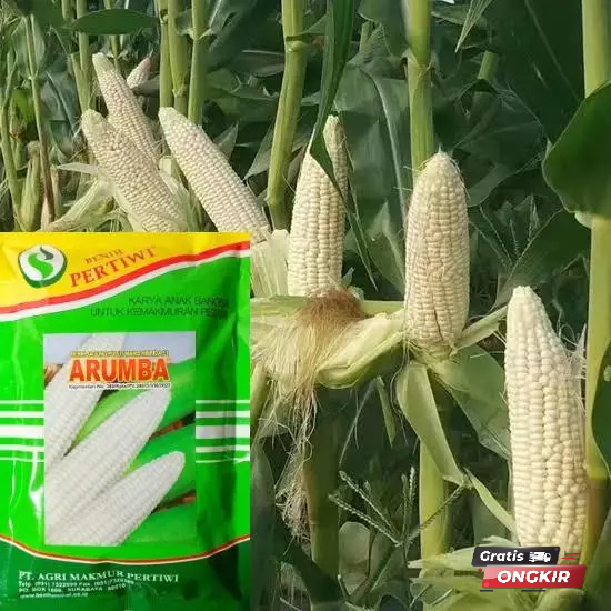Benih / bibit jagung putih pulut manis ARUMBA jagung arumba 250 gr dari benih pertiwi jagung ketan m