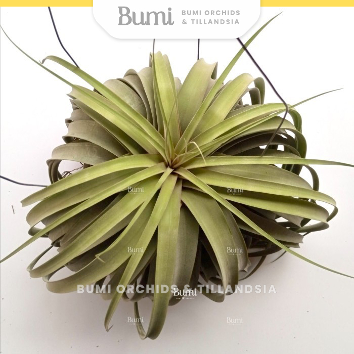 BUMI ORCHIDS Tillandsia 'Elisa' GIANT (concolor x streptophylla) - Air Plants Udara