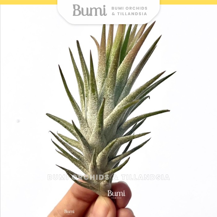 BUMI ORCHIDS Tillandsia ionantha var. vanhyningii 'Raspberry' - Air Plants Tanaman Hidup Tanpa Tanah