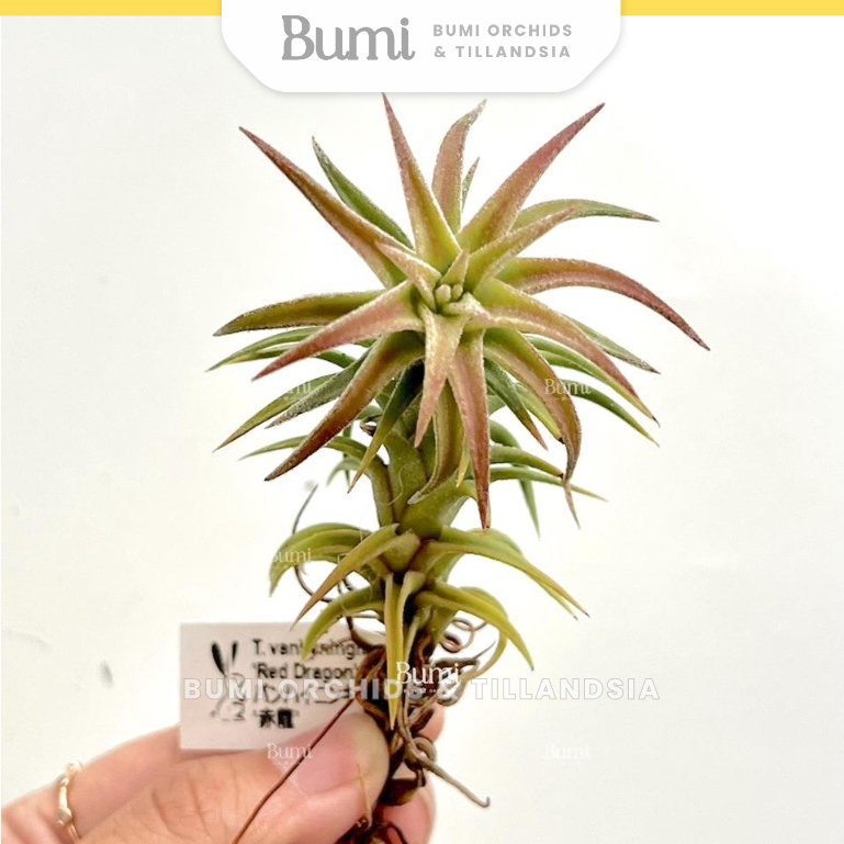 BUMI ORCHIDS Tillandsia ionantha var. vanhyningii 'Red Dragon' - Air plants tanaman udara