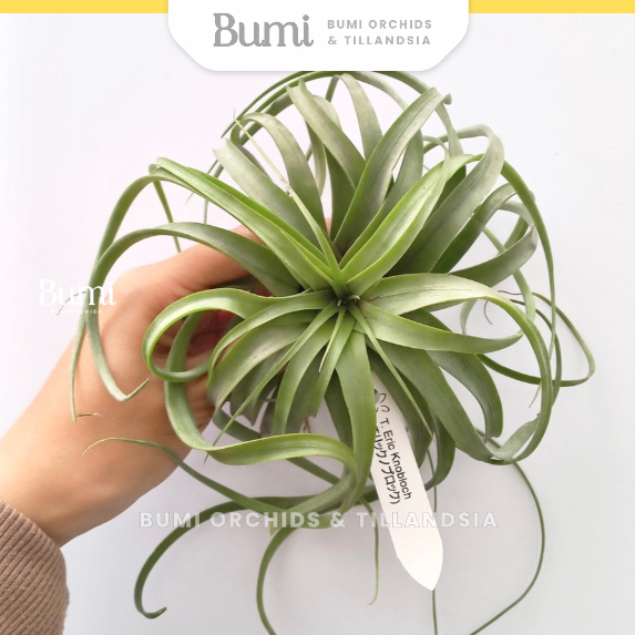 BUMI ORCHIDS Tillandsia Eric Knobloch - Air plants tanaman udara