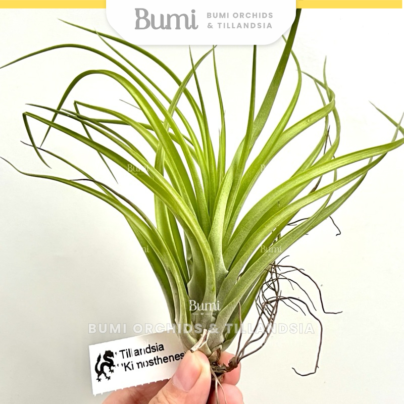 BUMI ORCHIDS Tillandsia 'Kimosthenes' (concolor x brachycaulos) - AIR PLANTS Tanaman Udara Orchids