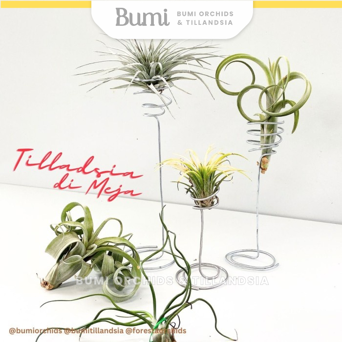BUMI ORCHIDS Standing Tillandsia di Meja - Holder Air Plants Hiasan Pot Desk Siap Display Hanger Kaw