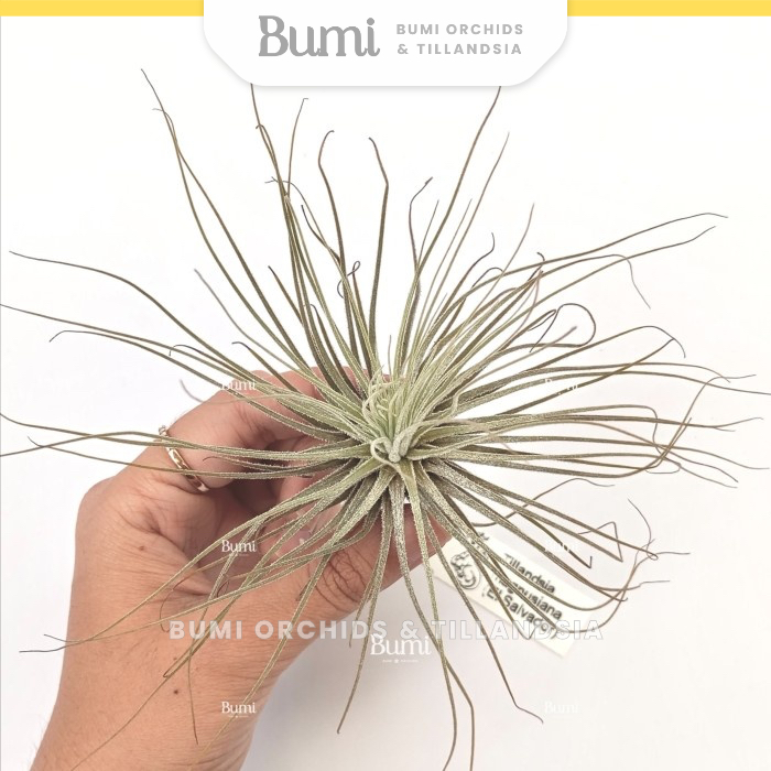 BUMI ORCHIDS Tillandsia magnusiana  - Air Plants Tanaman Hidup Tanpa Tanah