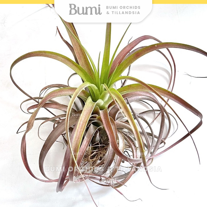BUMI ORCHIDS Tillandsia 'Love Knot' (capitata Orange x streptophylla) - AIR PLANTS Tanaman Udara Orc