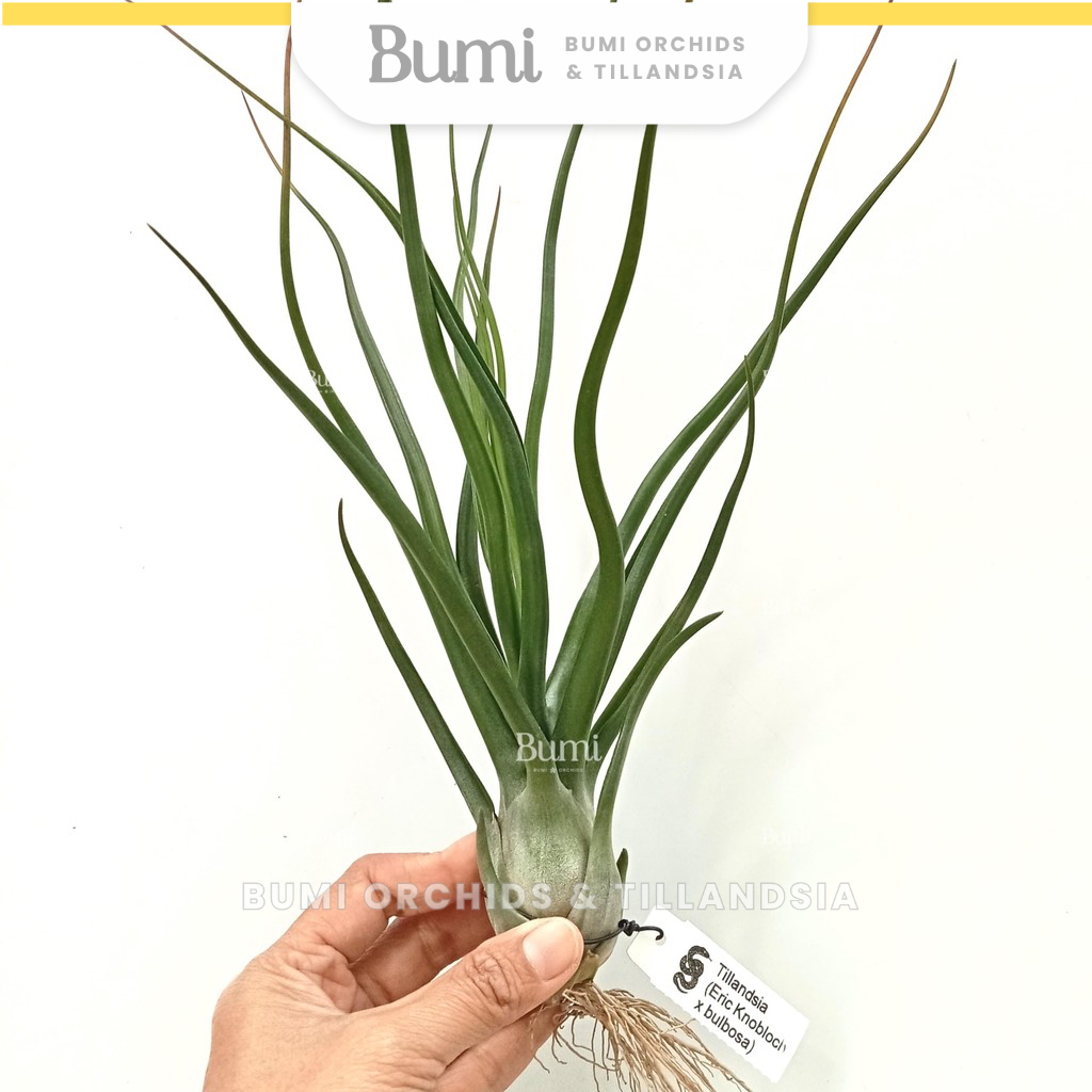 Tillandsia (Eric Knobloch x bulbosa) - Bumi Orchids Air Plants Tanaman Hias