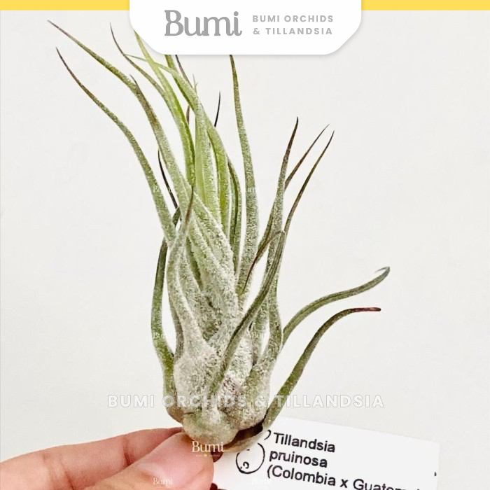 BUMI ORCHIDS Tillandsia pruinosa 'Colombia x Guatemala' - Air Plants Tanaman