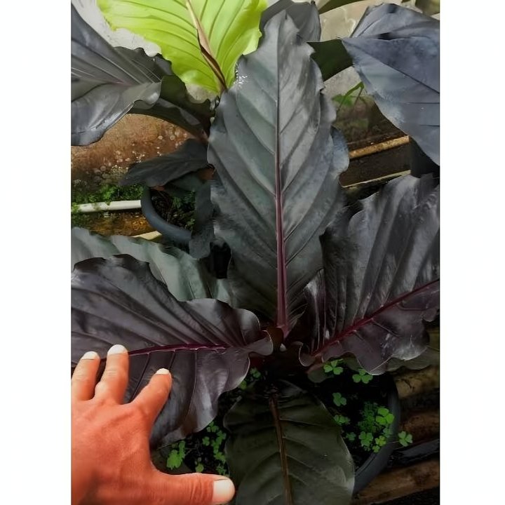 Hokeri Black/hokeri hitam sangat bagus dan rekomendasi untuk hiasan dekorasi ruangan anda