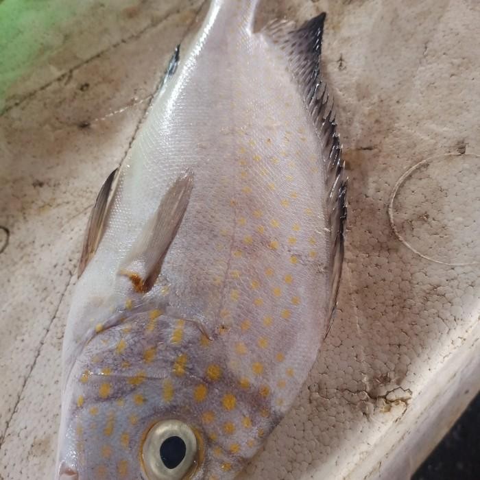 

(Expert) ikan kakap gembili
