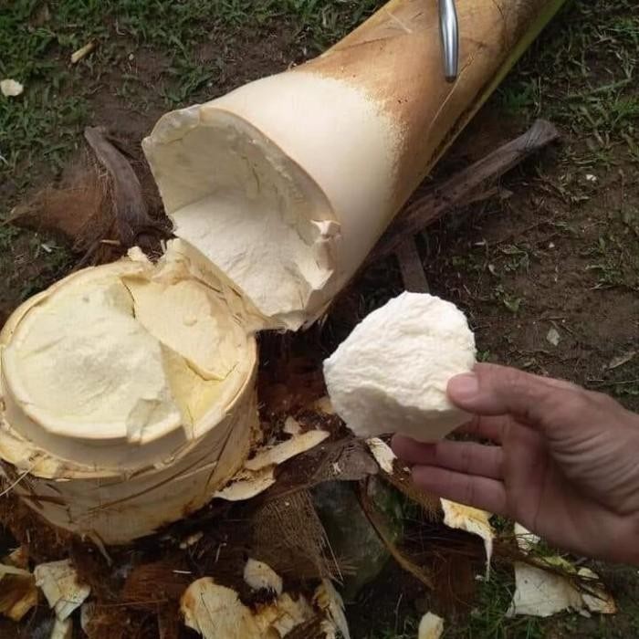 Umbut Kelapa Fresh Segar Original 1000gr ( humbut kelapa segar)