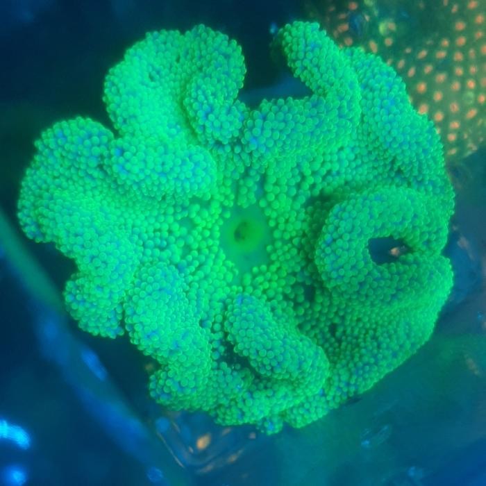 ANEMON KARPET HIJAU BIASA