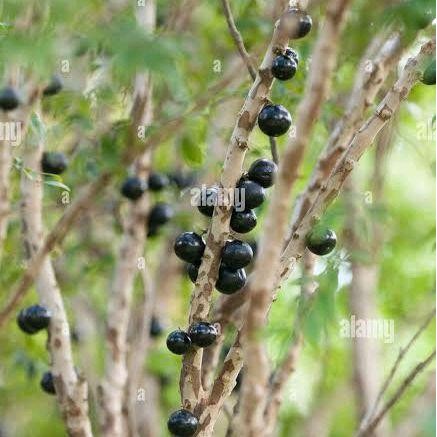 Terlaris Tanaman Anggur Brazil Jaboticaba Sabara Hasil Stek Dewasa