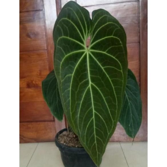 Terlaris Anturium Magnificum Norte Kuping Gajah Jumbo Anakan 1 - 2 Daun Ready