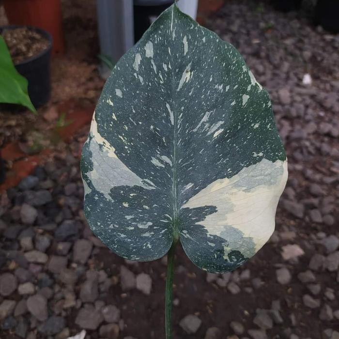 Terlaris Monstera Thailand Variegata / Monthai