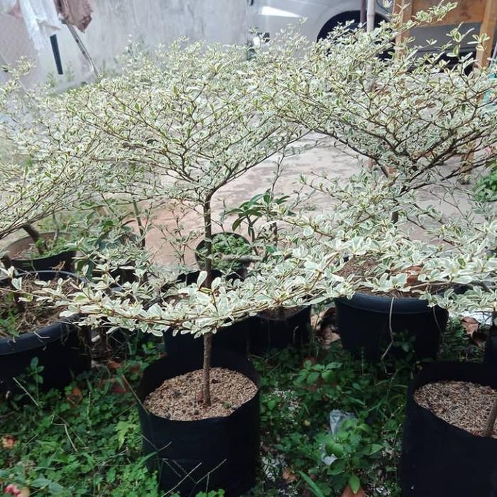 Terlaris Bibit Ketapang Kencana Varigata Asli Dari Biji Bukan Stek