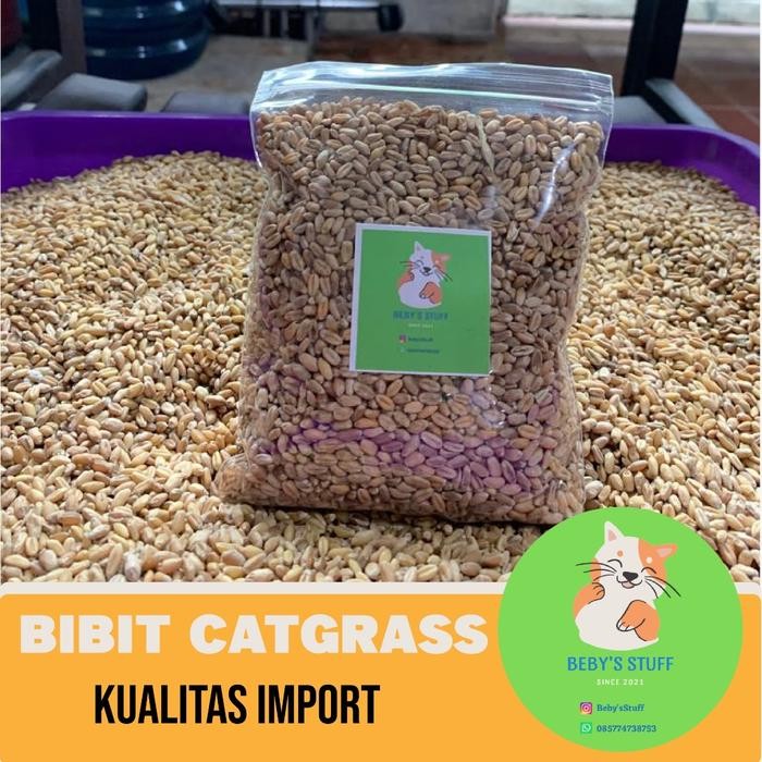 Terlaris Bibit Benih Rumput Kucing Wheatgrass Gandum