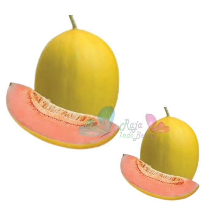 [Sp] Asli Biji Dari Buah Melon Golden New Kinanti (F2) - Repack 10 50 Bibit / Benih Melon Golden