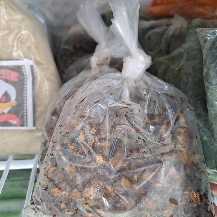 umpan laron silaru ( Umpan Galatama lele )