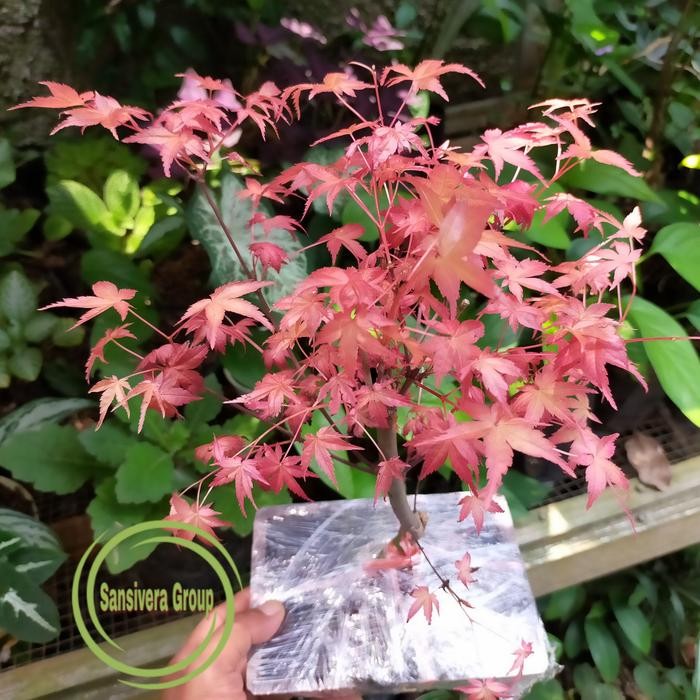 Terlaris Japanese Red Maple / Bonsai Maple