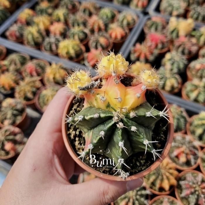 Terlaris- Gymnocalycium Mihanovichii Kaktus Variegata Miha - Cactus