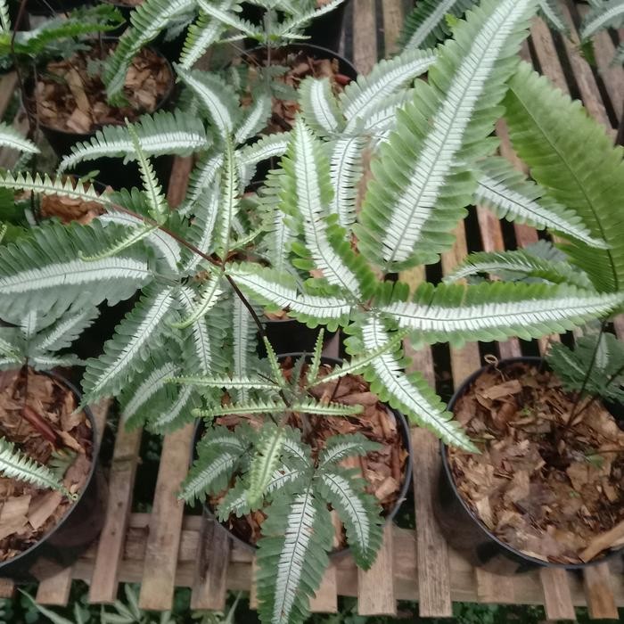 Terlaris- Pteris Cretica Sp.