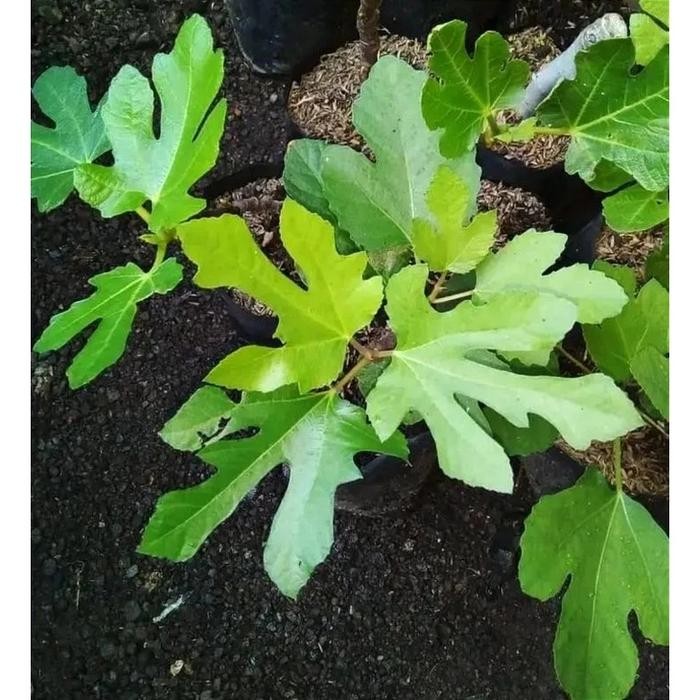 Gardening_Love Tanaman Buah Tin /Tanaman Buah Tin Siap Tanam