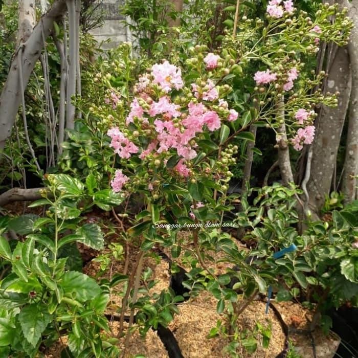 Terlaris Tanaman Hias Bunga Sakura Besar Tinggi 1 Meter