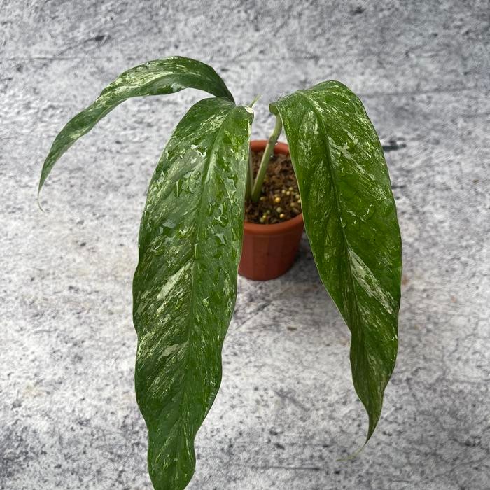 Terlaris Rhaphidophora Megasperma Variegata Tanaman Langka Asli Indonesia