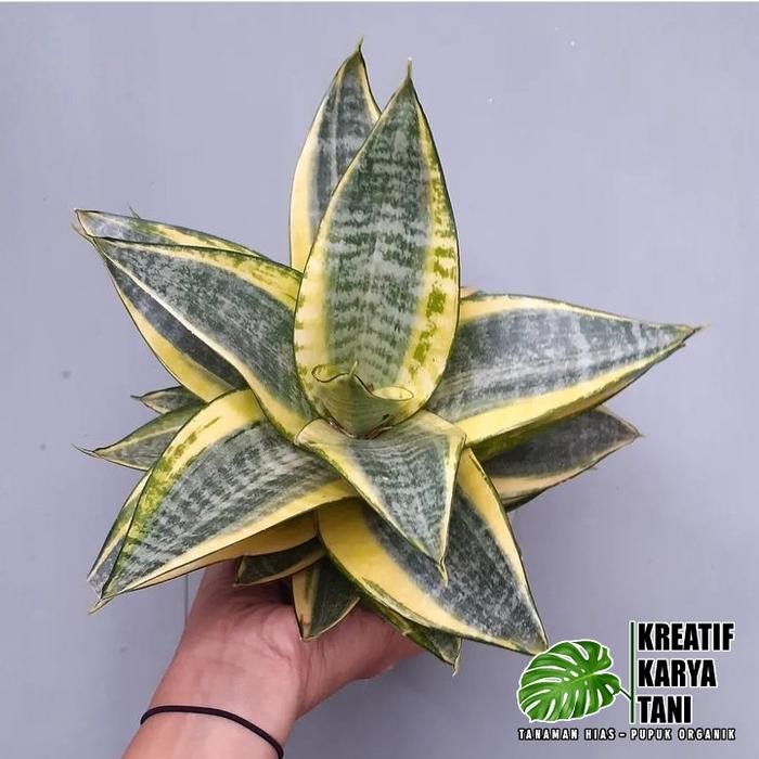 Terang Tani Sansivera Golden Honey - Sansivera Mini Golden