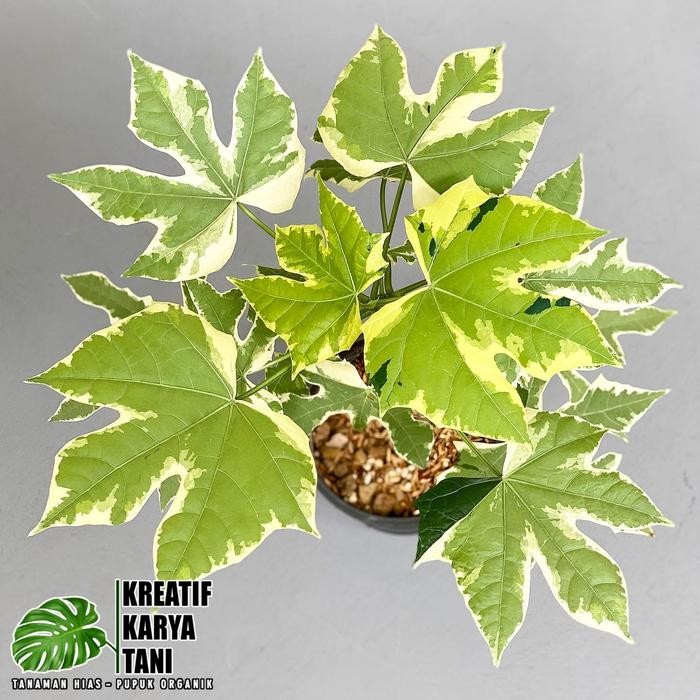 Terang Tani Tanaman Hias Pepaya Jepang Varigata - Pepaya Jepang Varigata