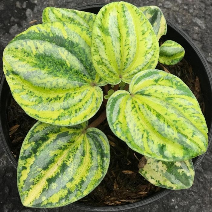 Terang Tani Tanaman Hias Peperomia Belimbing Varigata / Verschaffeltii Variegata