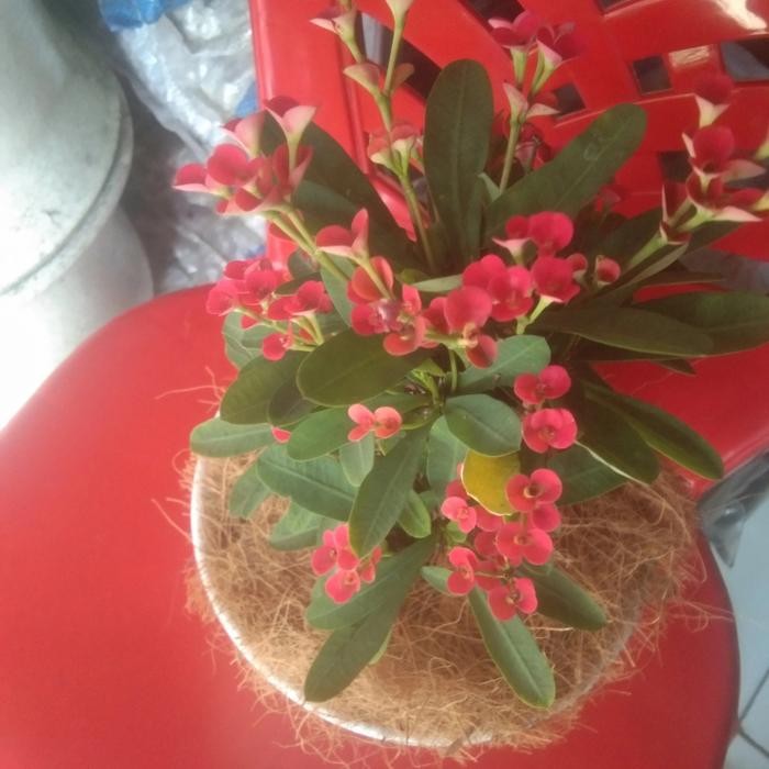 tanaman hias euphorbia bunga