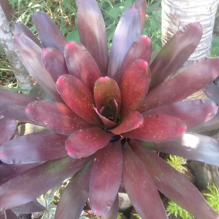 hon bromelia red/ bromelia merah jumbo