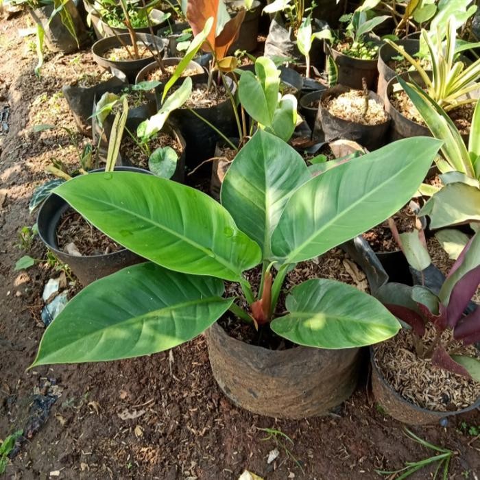 Terlaris Tanaman Hias Philodendron Green Emerald,Tanaman Philo