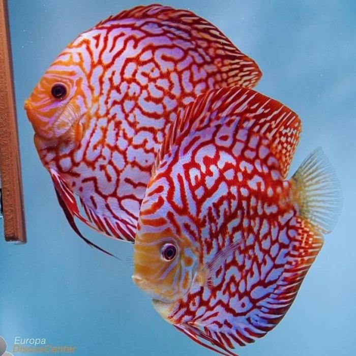 HIASAN AQUASQEF DISCUS RED PIGEON