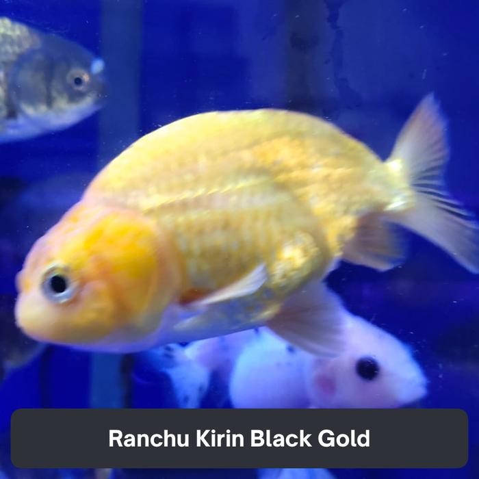 MASKOKI RANCHU CALICO PANCAWARNA / RED WHITE / BLACK MOORE / LEMON / RANCHU GOLDFISH