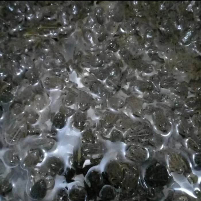 KODOK SAWAH HIDUP 4CM KATAK AIR PAKAN ARWANA IKAN PREDATOR PER 75EKOR